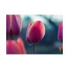 Blooming Pink Tulips in the Evening Light Poster