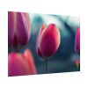 Blooming Pink Tulips in the Evening Light Poster