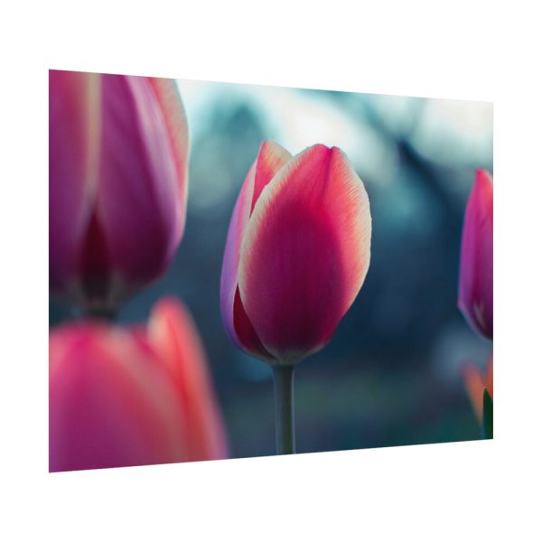 Blooming Pink Tulips in the Evening Light Poster