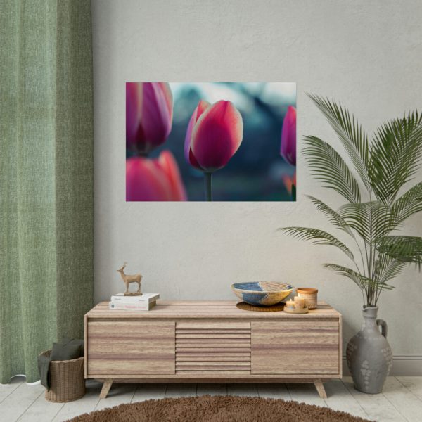 Blooming Pink Tulips in the Evening Light Poster
