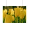 Yellow Tulips Blooming in the Field Poster