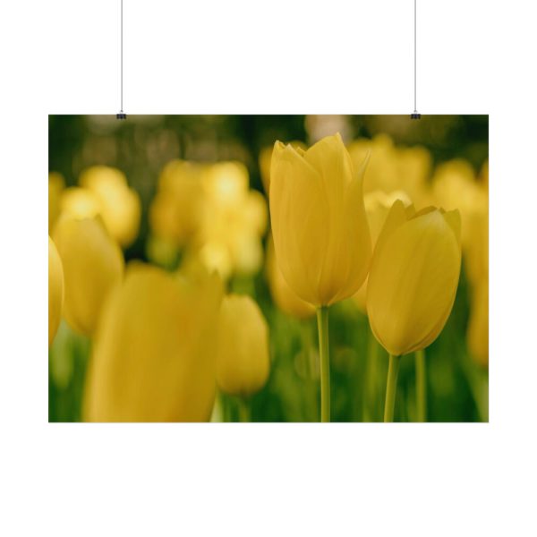 Yellow Tulips Blooming in the Field Poster