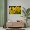 Yellow Tulips Blooming in the Field Poster