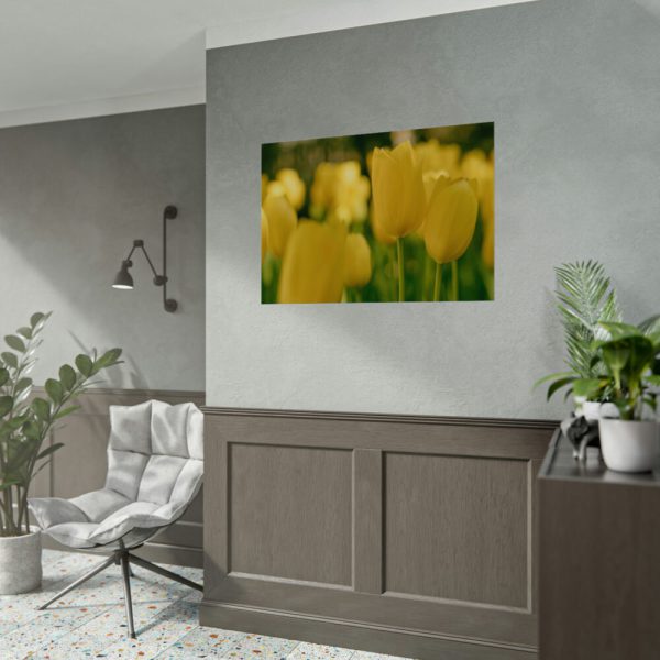 Yellow Tulips Blooming in the Field Poster