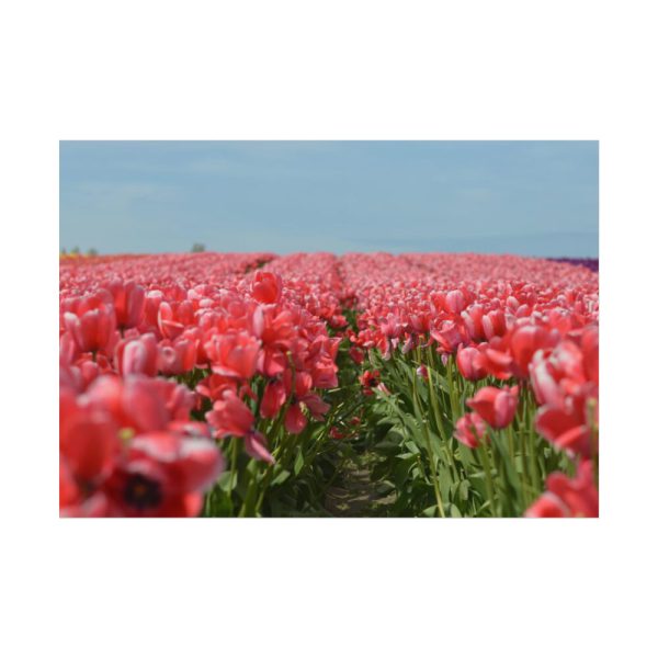 92408-720.jpg Pink Tulip Field Poster