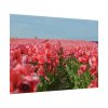 92408-722.jpg Pink Tulip Field Poster