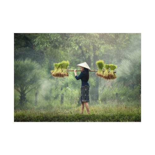 92408-787.jpg Rice Harvest Poster