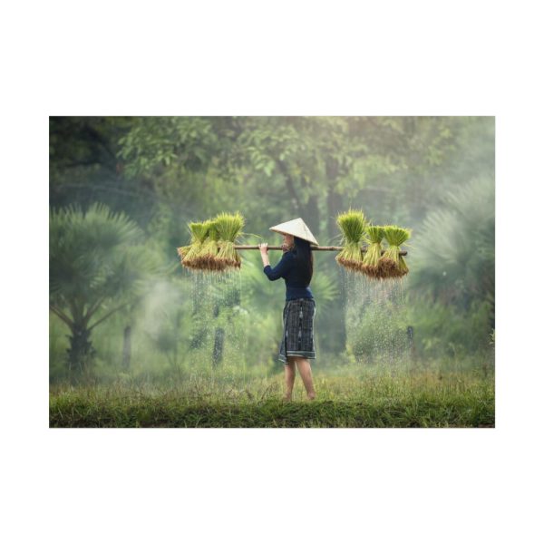 92408-787.jpg Rice Harvest Poster