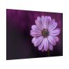 92409-192.jpg Purple Daisy Flower Poster