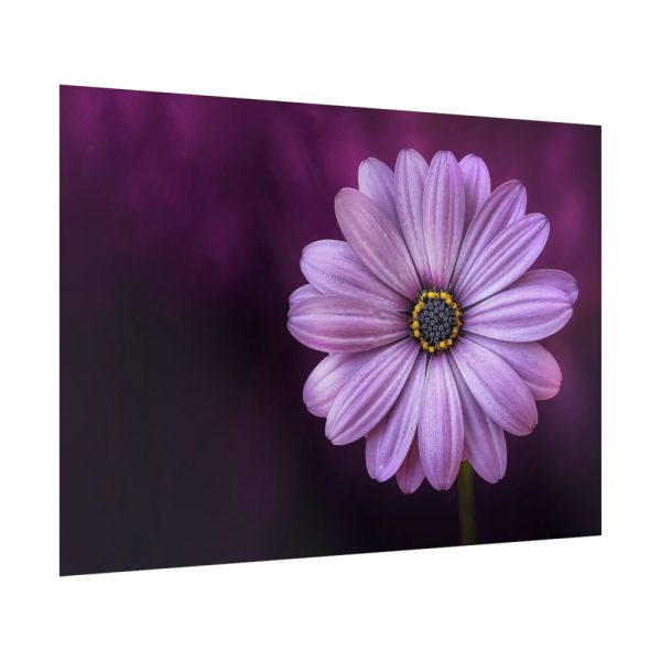 92409-192.jpg Purple Daisy Flower Poster