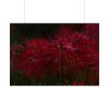 92409-206.jpg Red Spider Lilies Poster