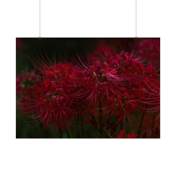 92409-206.jpg Red Spider Lilies Poster