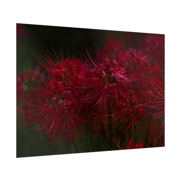 92409-207.jpg Red Spider Lilies Poster