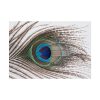 92409-225.jpg Peacock Feather Poster