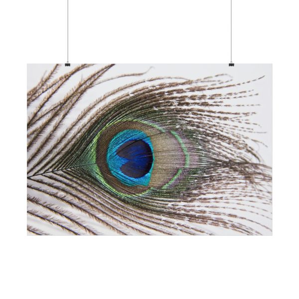 92409-226.jpg Peacock Feather Poster