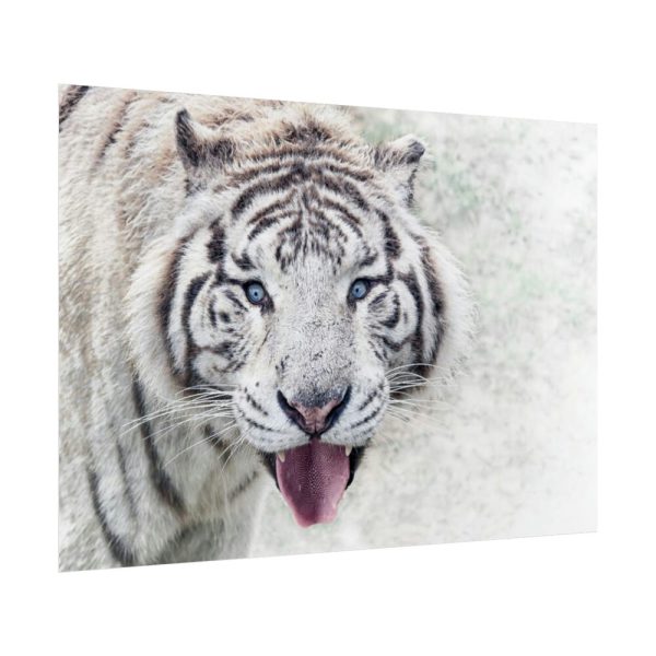 92409-242.jpg White Bengal Tiger Poster