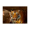 92409-245.jpg Tiger Roaring Poster