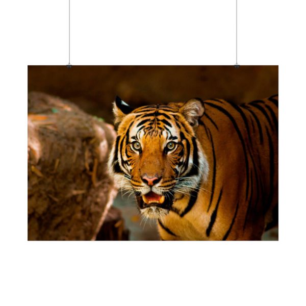 92409-246.jpg Tiger Roaring Poster