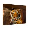 92409-247.jpg Tiger Roaring Poster