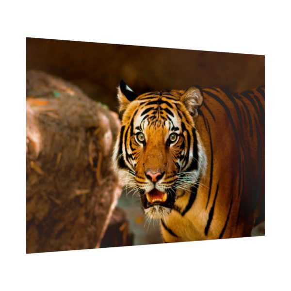 92409-247.jpg Tiger Roaring Poster