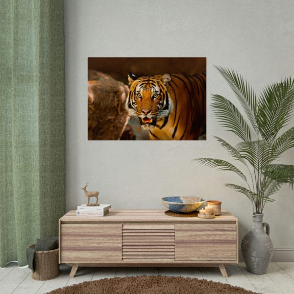92409-248.jpg Tiger Roaring Poster