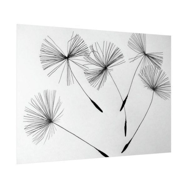 92409-512.jpg Dandelion Flower Poster