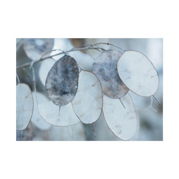 92409-590.jpg Leaves Covered in Ice Crystals Poster