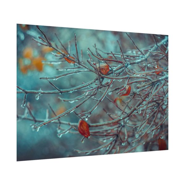 92409-607.jpg Tree Branches Covered in Ice Poster