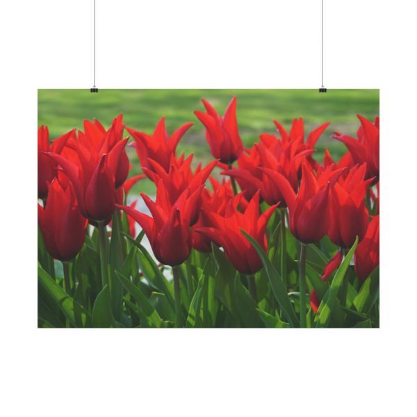 92409-616.jpg Vibrant Red Tulips Bloom in a Field Poster