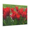 92409-617.jpg Vibrant Red Tulips Bloom in a Field Poster