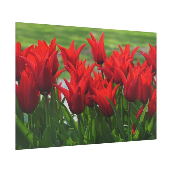 92409-617.jpg Vibrant Red Tulips Bloom in a Field Poster