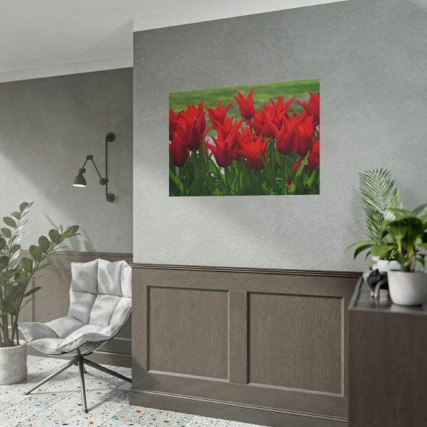 92409-619.jpg Vibrant Red Tulips Bloom in a Field Poster