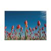 92409-620.jpg A Low-Angle Shot of a Field of Red Tulips Poster