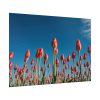 92409-622.jpg A Low-Angle Shot of a Field of Red Tulips Poster