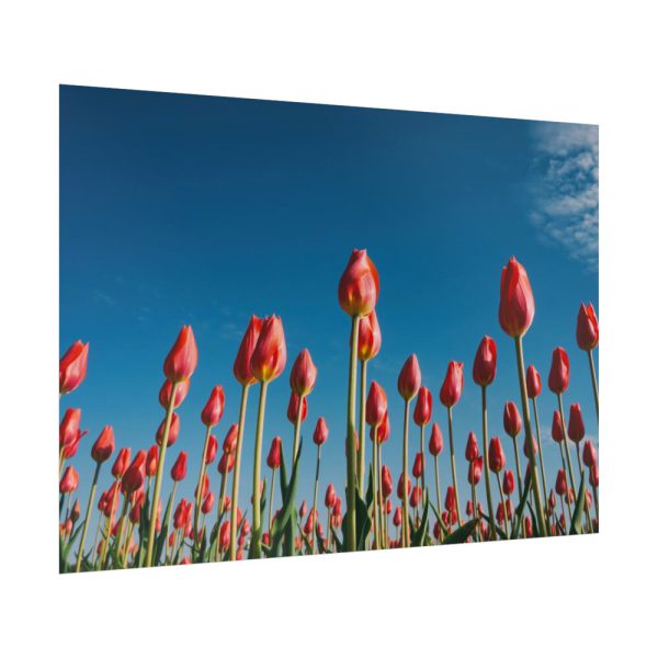 92409-622.jpg A Low-Angle Shot of a Field of Red Tulips Poster