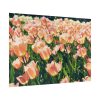 92409-632.jpg A Large Grouping of Light Tulips in Sunlight Poster
