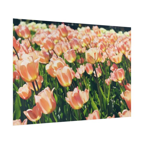 92409-632.jpg A Large Grouping of Light Tulips in Sunlight Poster