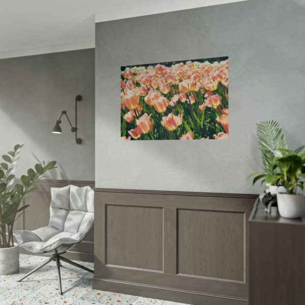 92409-634.jpg A Large Grouping of Light Tulips in Sunlight Poster
