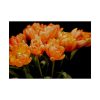 A Bouquet of Bright Orange Tulips Poster