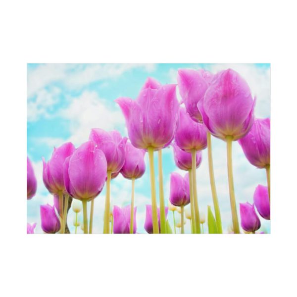 92409-695.jpg Pink Tulip Poster