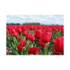 92409-700.jpg Red Tulip Field Poster