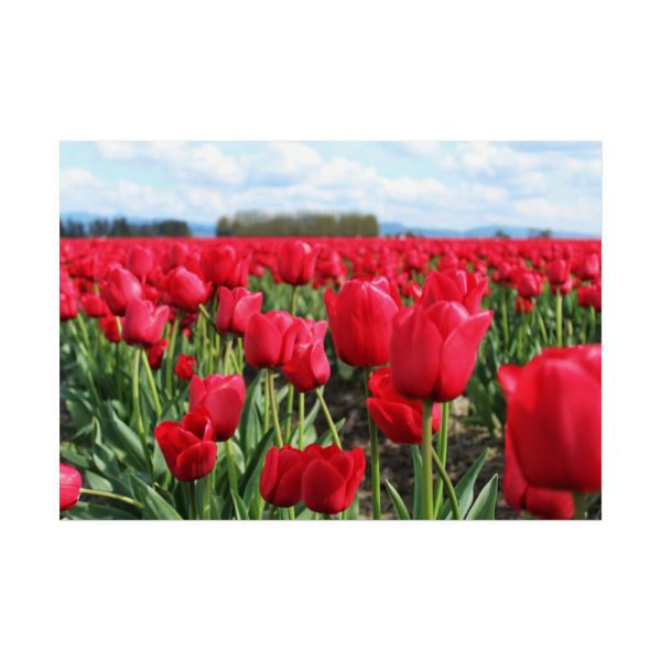 92409-700.jpg Red Tulip Field Poster