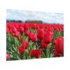 92409-702.jpg Red Tulip Field Poster