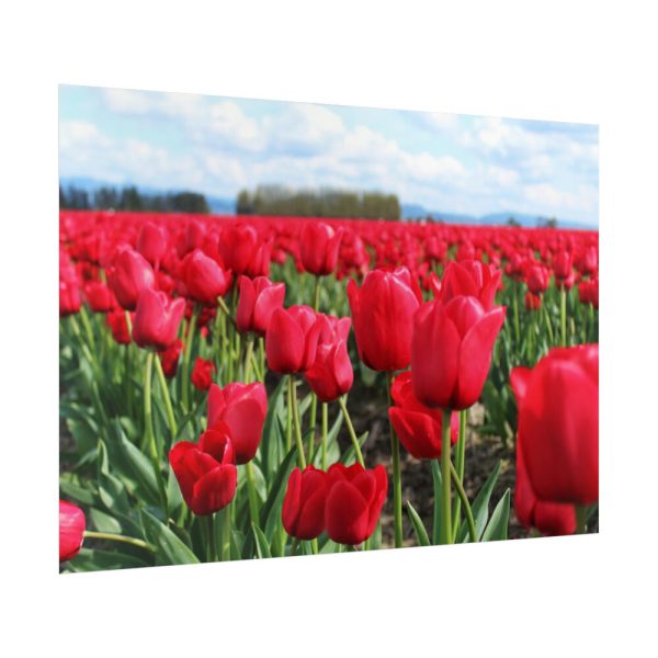 92409-702.jpg Red Tulip Field Poster