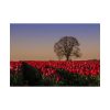92409-705.jpg Tulips Field Poster