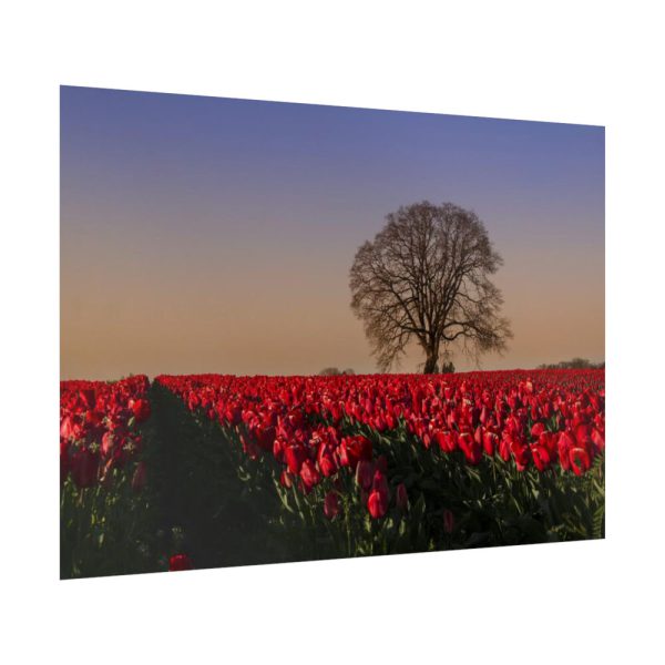 92409-707.jpg Tulips Field Poster