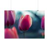 Blooming Pink Tulips in the Evening Light Poster