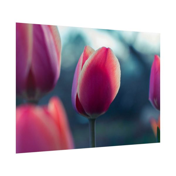Blooming Pink Tulips in the Evening Light Poster