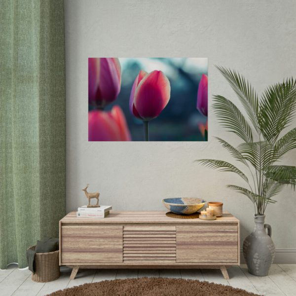 Blooming Pink Tulips in the Evening Light Poster