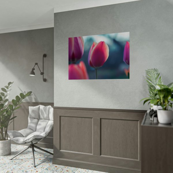 Blooming Pink Tulips in the Evening Light Poster